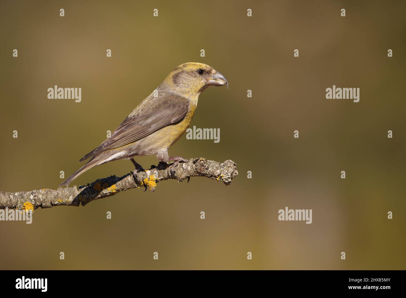 Una crossbill femmina arroccato su un ramo che si affaccia su una piscina d'acqua Foto Stock