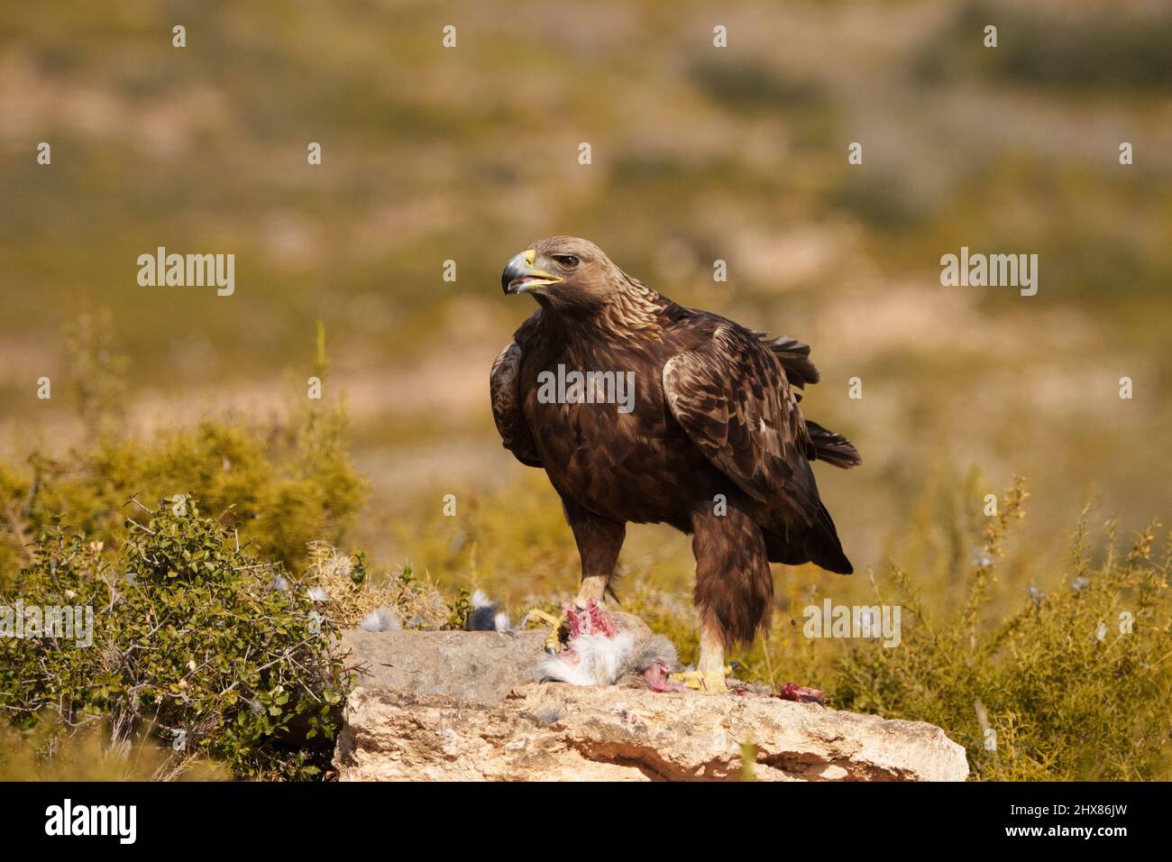 Aquila d'oro che si nutrono di coniglio. Immagine non ritagliata a fotogramma intero. Foto Stock