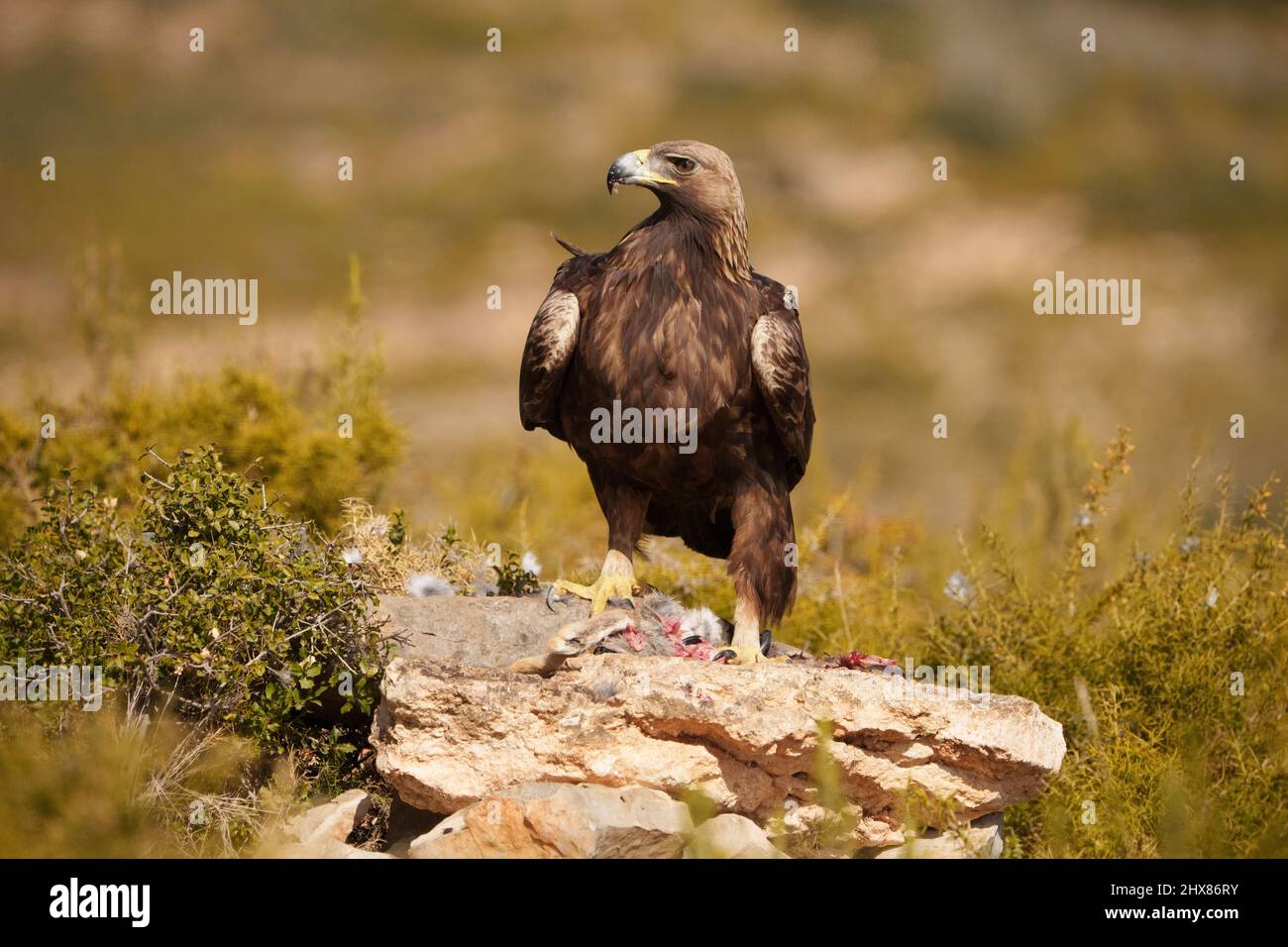 Aquila d'oro che si nutrono di coniglio. Immagine non ritagliata a fotogramma intero. Foto Stock