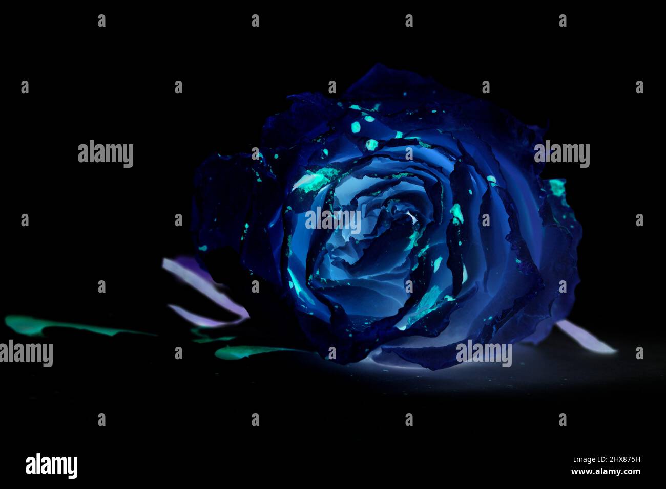 Immagine negativa di rosa bianca. Concetto di orrore Foto Stock