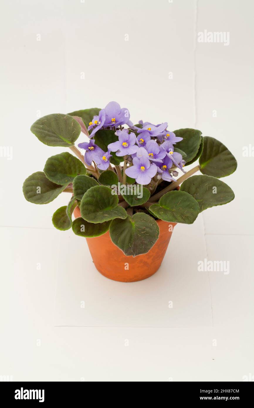Pianta viola africana Foto Stock