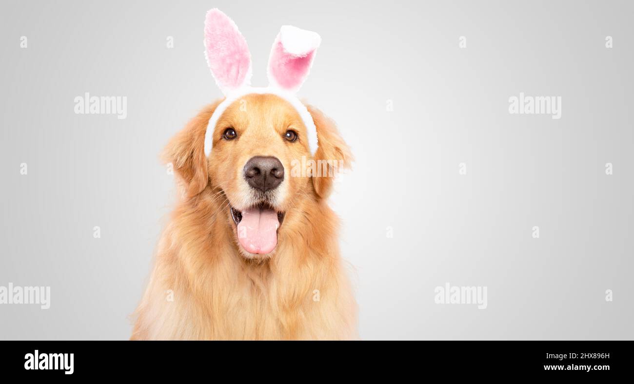 Felice sorridente cane di recupero dorato con coniglietto orecchie pasqua isolato su sfondo grigio bianco Foto Stock