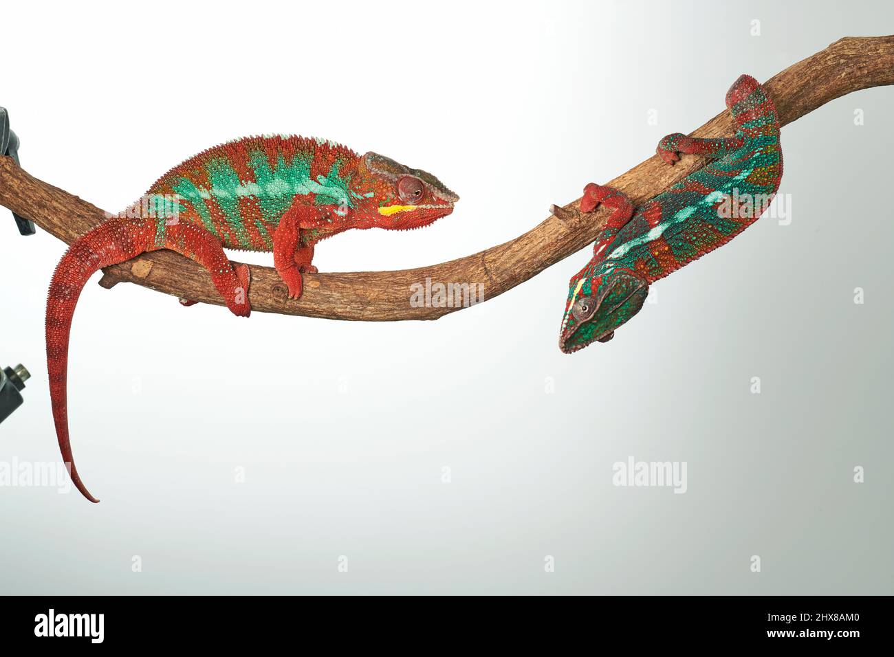 Panther chameleon, Furcifer pardalis, maschio sottomesso (destra) dà il posto al maschio dominante (sinistra). Il colore del maschio sottomesso si sbiadisce, il colore dominante del maschio si illumina. Foto Stock