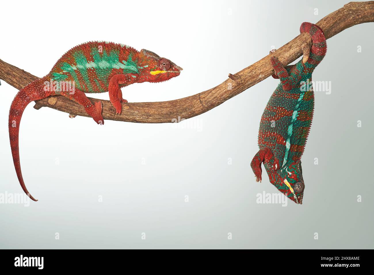 Panther chameleon, Furcifer pardalis, maschio sottomesso (destra) dà il posto al maschio dominante (sinistra). Il colore del maschio sottomesso si sbiadisce, il colore dominante del maschio si illumina. Foto Stock