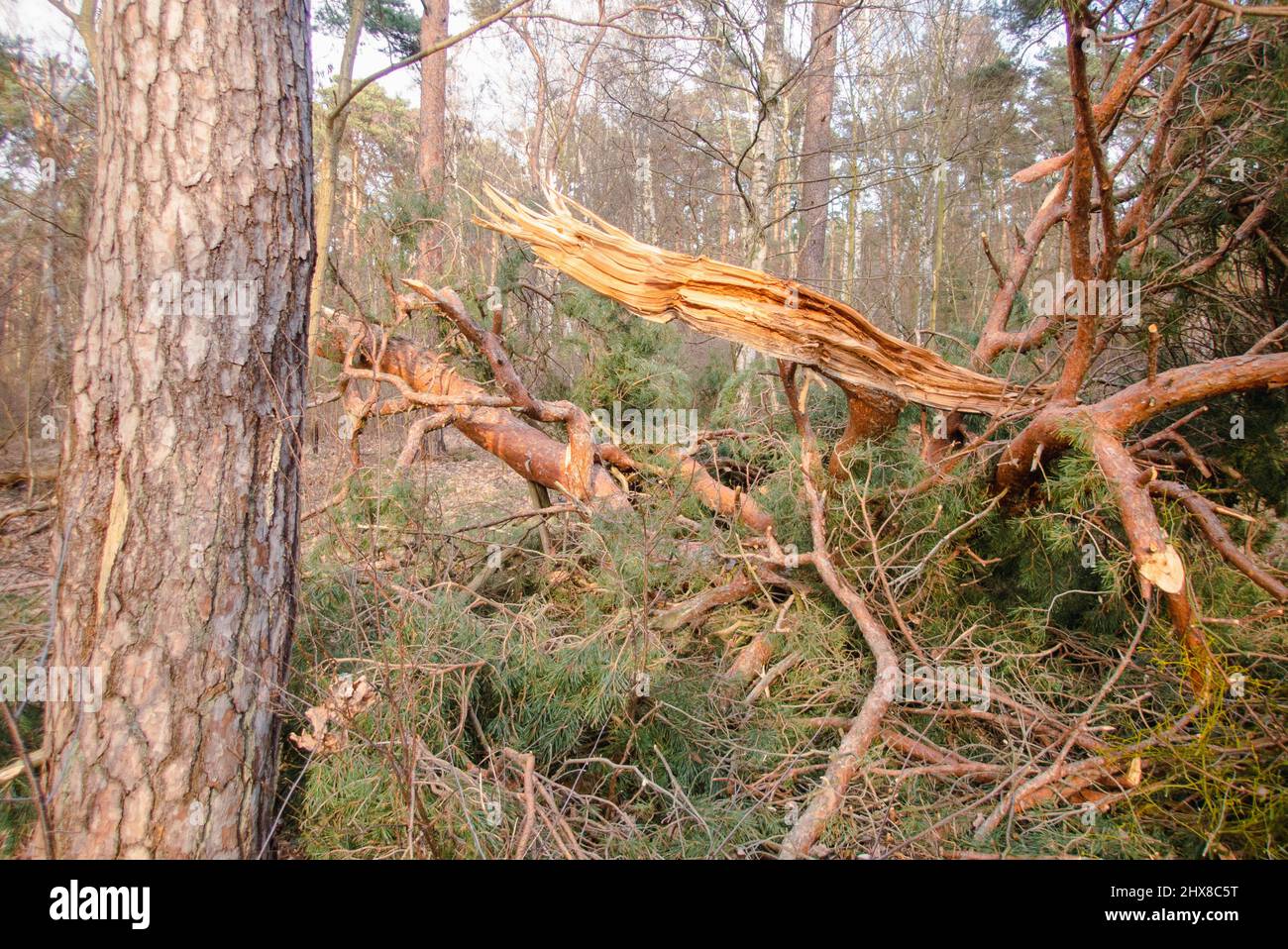 Legname arrotolato nella foresta Grunewald a Berlino. Principalmente gli alberi di pino sono stati colpiti duramente dall'uragano nel febbraio 2022, rompendo molti alberi come fiammiferi e scattando fuori delle cime degli alberi. Foto Stock