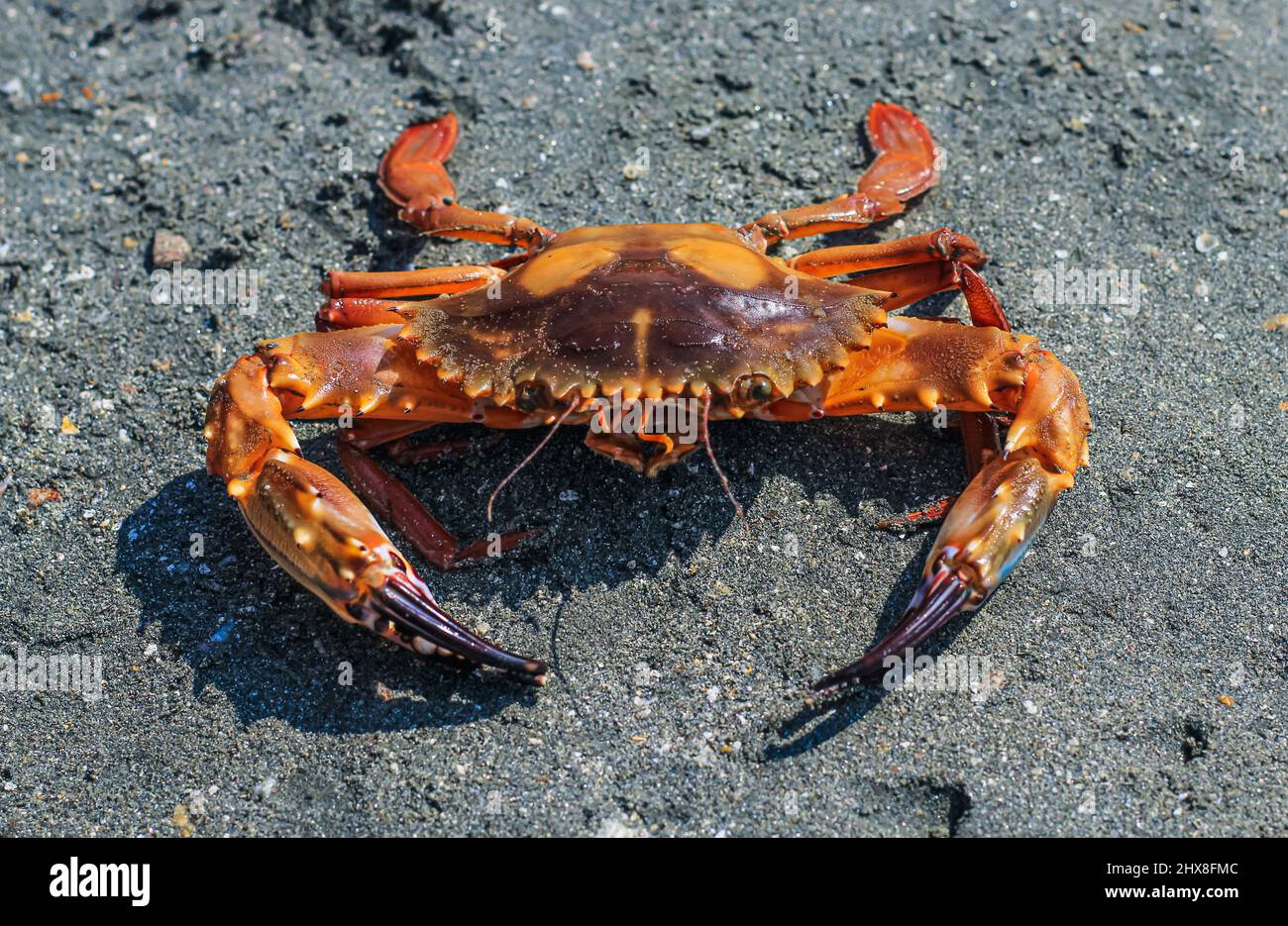 Primo piano e attenzione selettiva al granchio di sabbia rossa a Sonadia Island, Kutubjom Union, Bangladesh. Granchio rosso sulla spiaggia. Foto Stock