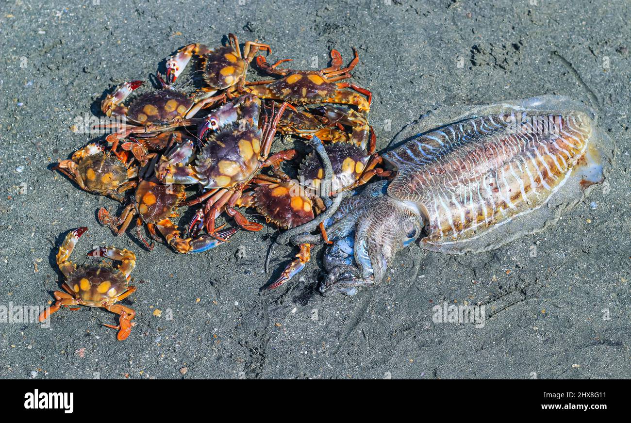 Granchi rossi e seppie comuni al mercato del pesce di Saint Martins Island, Bangladesh. Mercato del pesce. Foto Stock