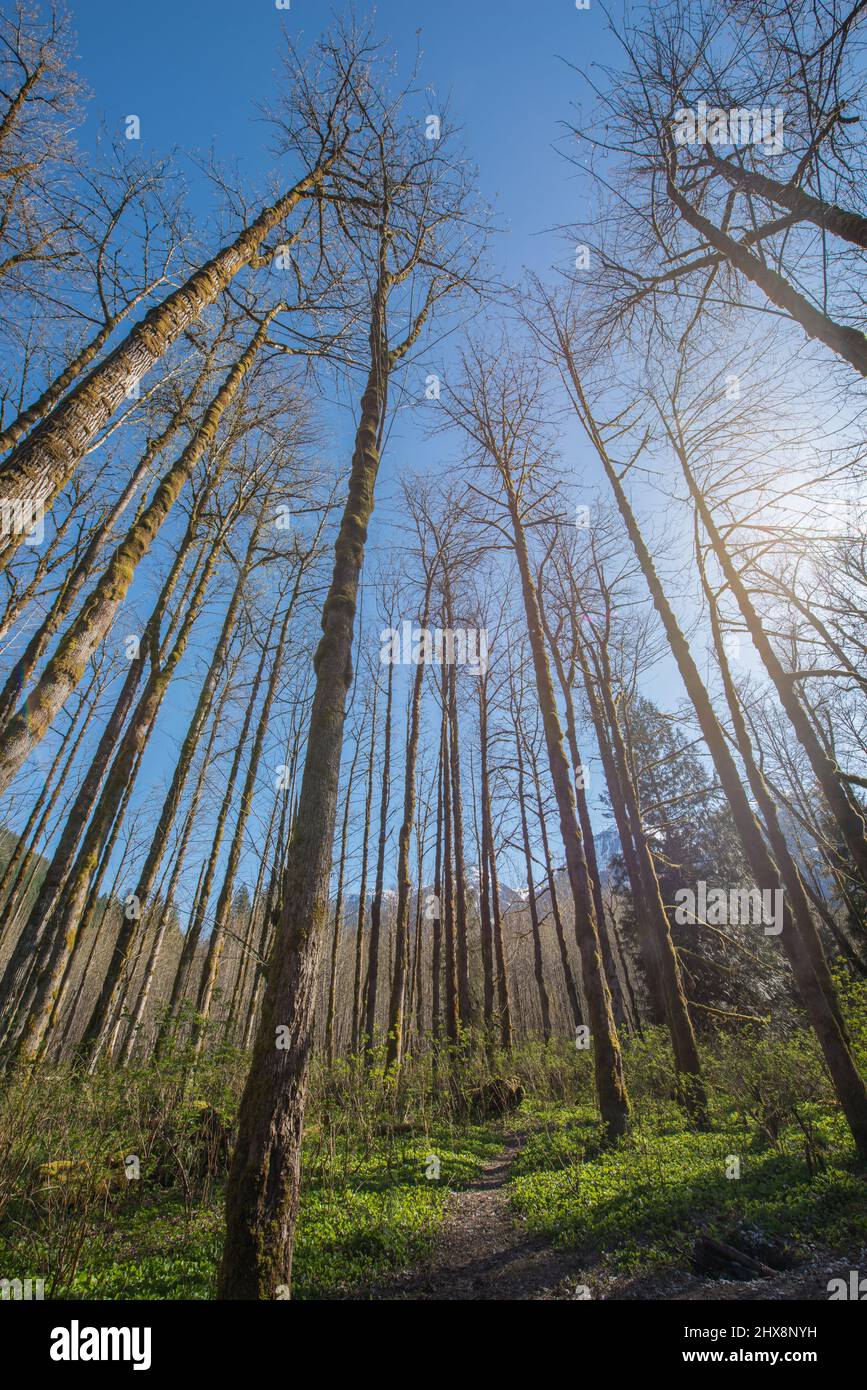 Sentiero pedonale in una foresta di alberi senza foglie, con montagne sullo sfondo in luminosa giornata di sole in primavera. Foto Stock