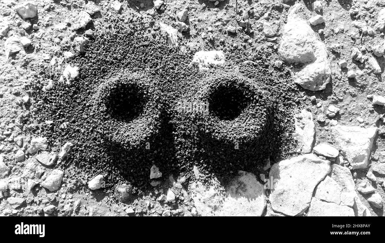 Buchi perfetti nel terreno fatto da lumache quando le uova di posa Foto Stock