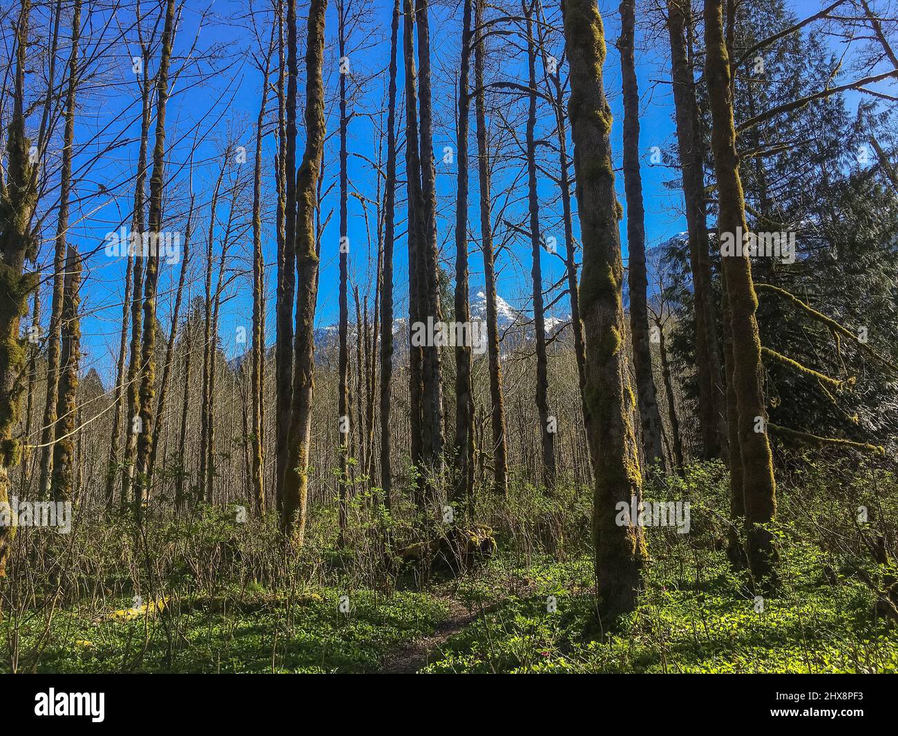 Sentiero pedonale in una foresta di alberi senza foglie, con montagne sullo sfondo in luminosa giornata di sole in primavera. Foto Stock