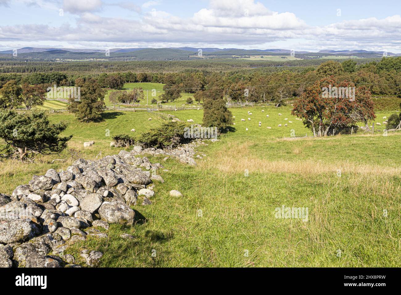 Una vista a nord verso Loch Garten da Tulloch vicino ad Aundorach nella Riserva Naturale Nazionale di Abernethy, Highland, Scozia Regno Unito. Foto Stock