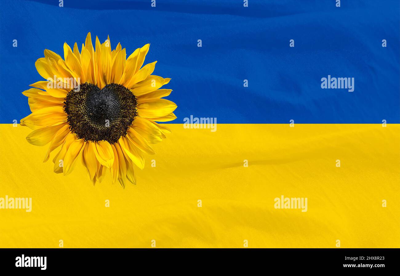 Girasole giallo con centro a forma di cuore su sfondo bandiera Ucraina blu e giallo Foto Stock
