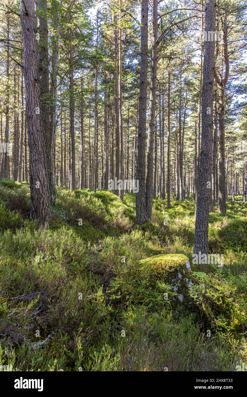 Una foresta di alberi di pino scozzesi nella riserva naturale nazionale di Abernethy vicino a Loch Garten, Highland, Scozia Regno Unito. Foto Stock