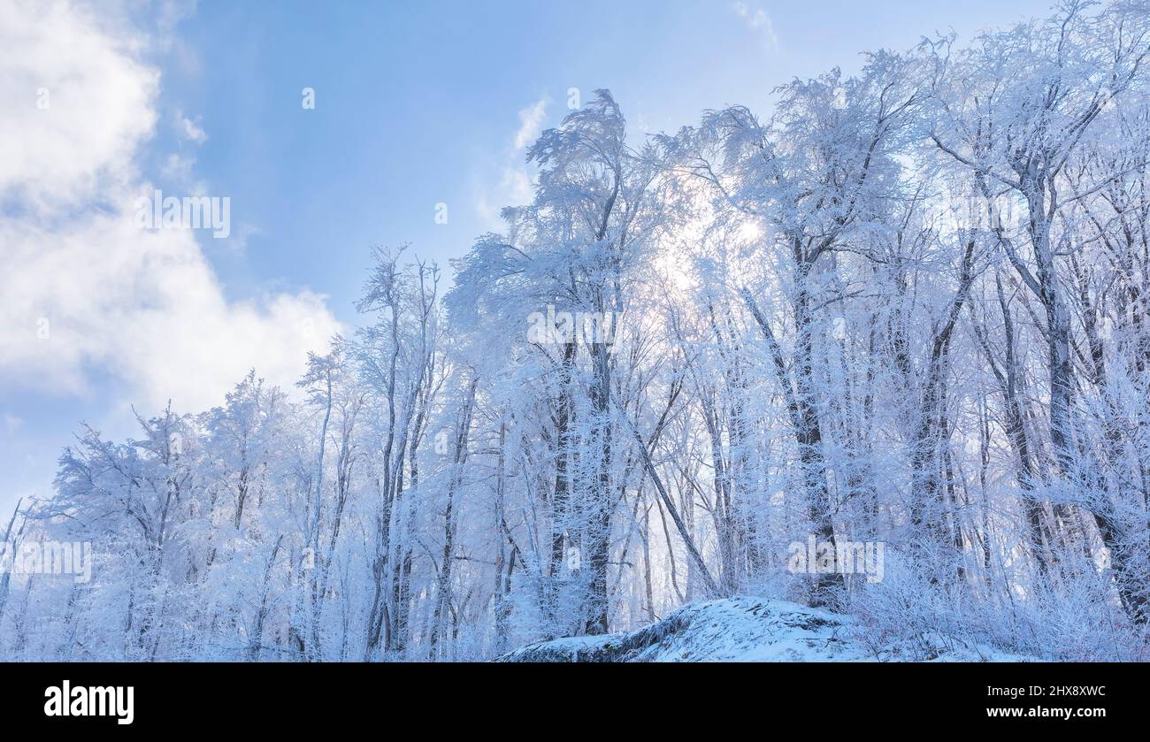 Alberi coperti di gelo nella foresta dopo un forte vento Foto Stock