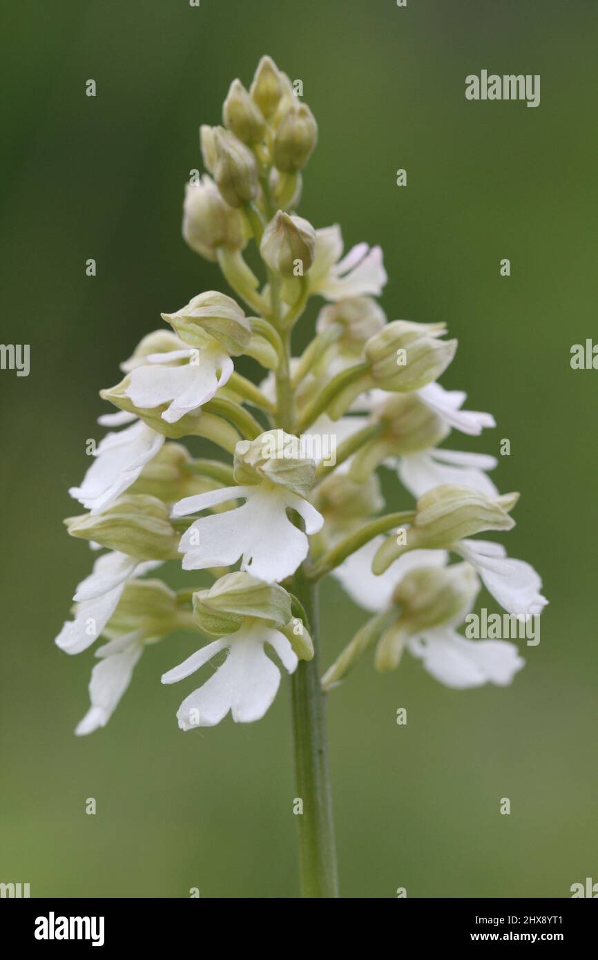 Lady Orchid, Orchis purpurea, var alba, Kent, Inghilterra, REGNO UNITO Foto Stock