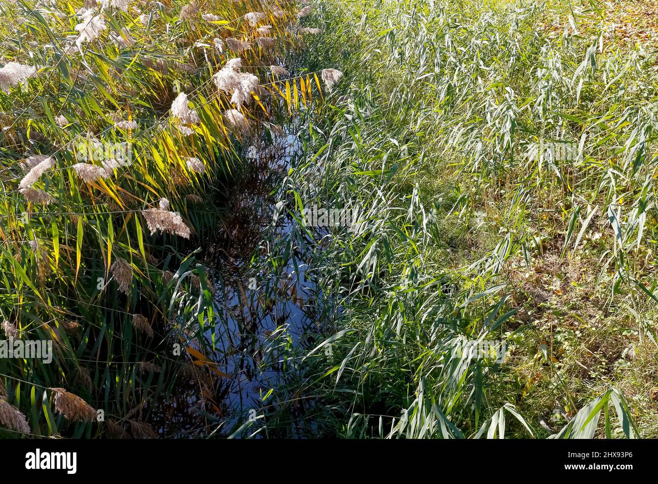 Entrambi i lati del canale d'acqua sono coltivati con piante densamente e sono visibili qui nel distretto di Varsavia localmente chiamato Goclaw Foto Stock