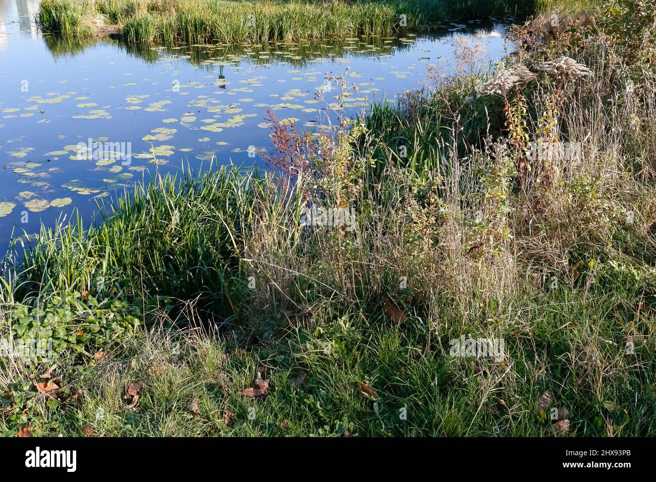 Varietà di piante sulla riva del lago. Ci sono foglie piatte di ninfee sulla superficie delle acque del lago nel distretto di Goclaw a Varsavia, P. Foto Stock