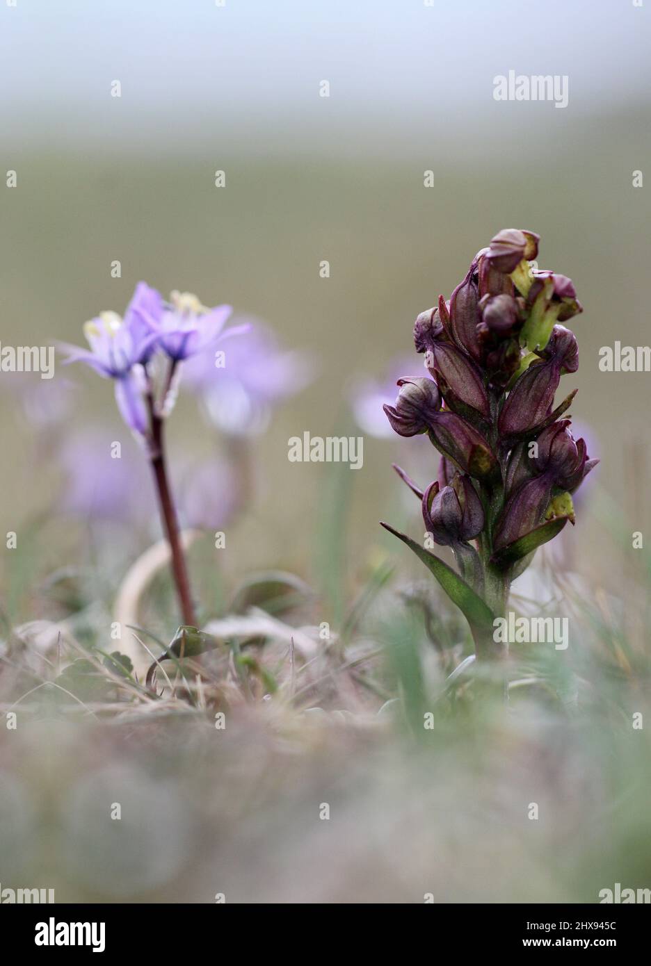 Rana Orchid, Shetland, Scozia, Regno Unito Foto Stock