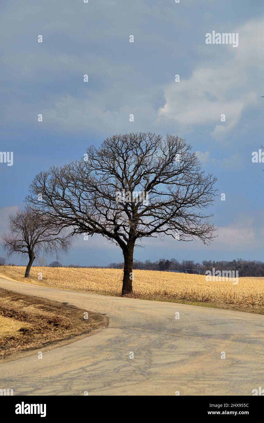 Burlington, Illinois, Stati Uniti. Alberi aridi e campi agricoli insieme ad una strada di campagna vuota si combinano per fornire una sensazione di isolamento. Foto Stock