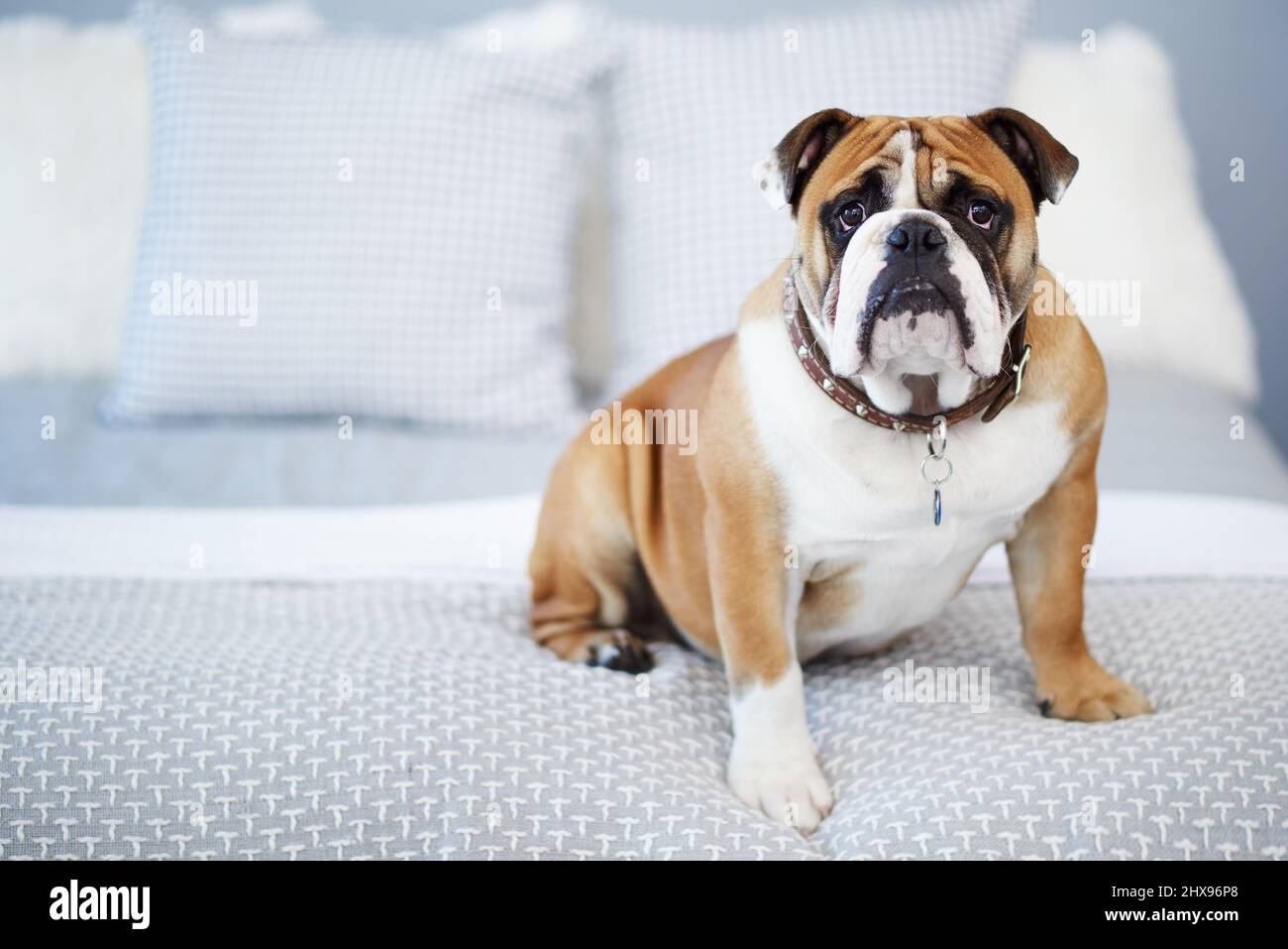 Il volto più bello in cui tornare a casa. Girato di un cane adorabile in una camera da letto a casa. Foto Stock