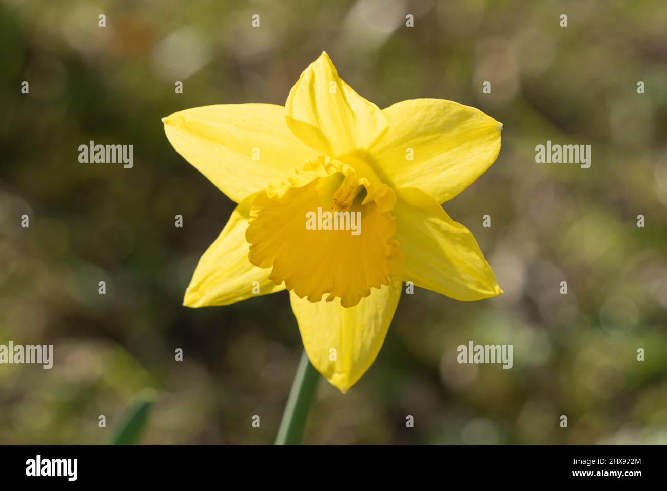 Un singolo daffodil giallo isolato con uno sfondo bokeh. Concetto di primavera. Foto Stock