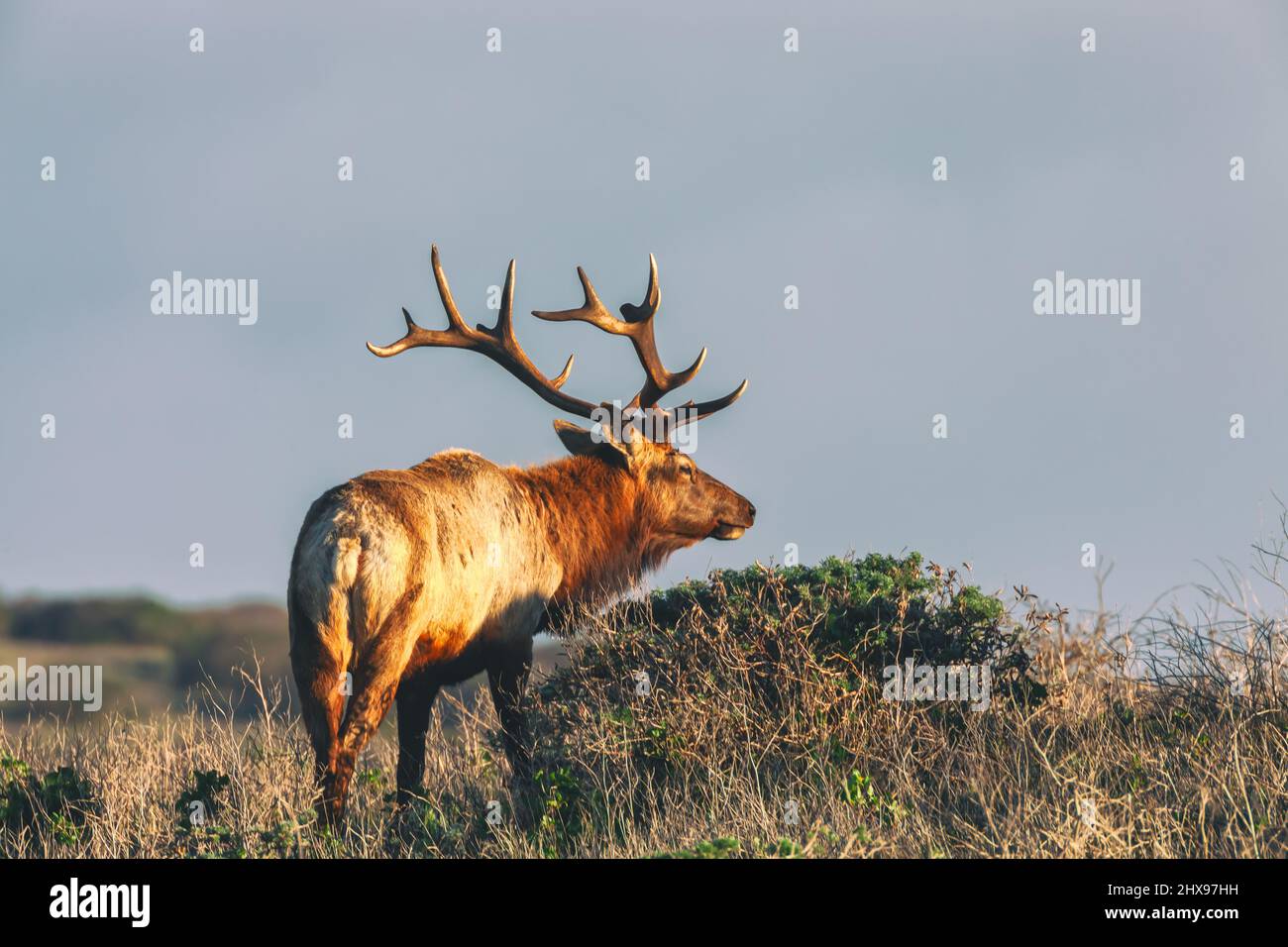 Tule Elk bull Cervus canadensis nanodes alla riserva di Tule Elks a Point Reyes National Seashore, California, USA. Foto Stock