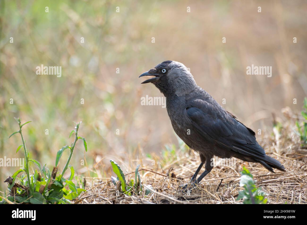 Un jackdaw con bocca aperta è in piedi su erba secca, Pskov, Russia Foto Stock