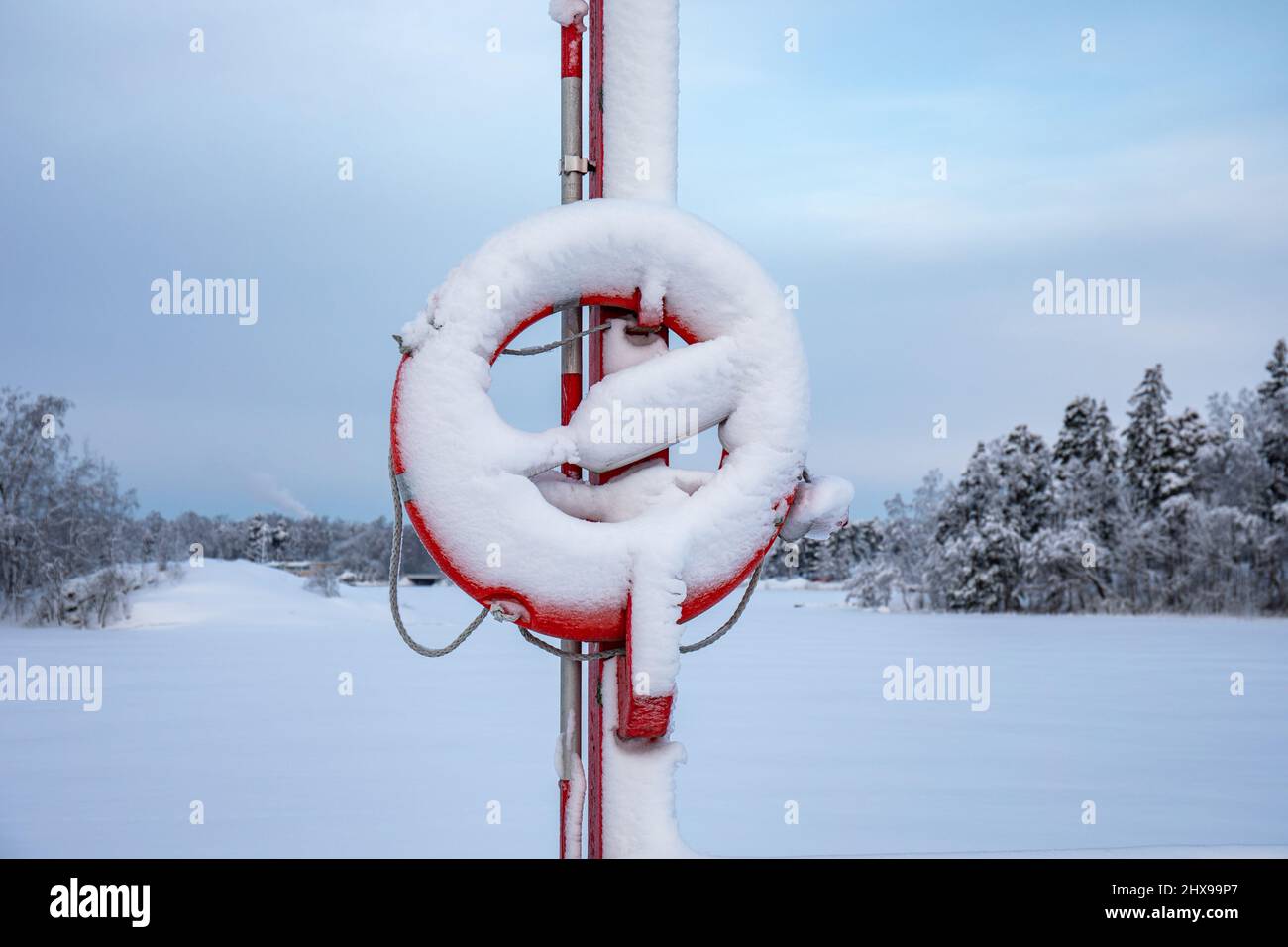 Boa di vita coperta di neve dopo nevicate pesanti Foto Stock