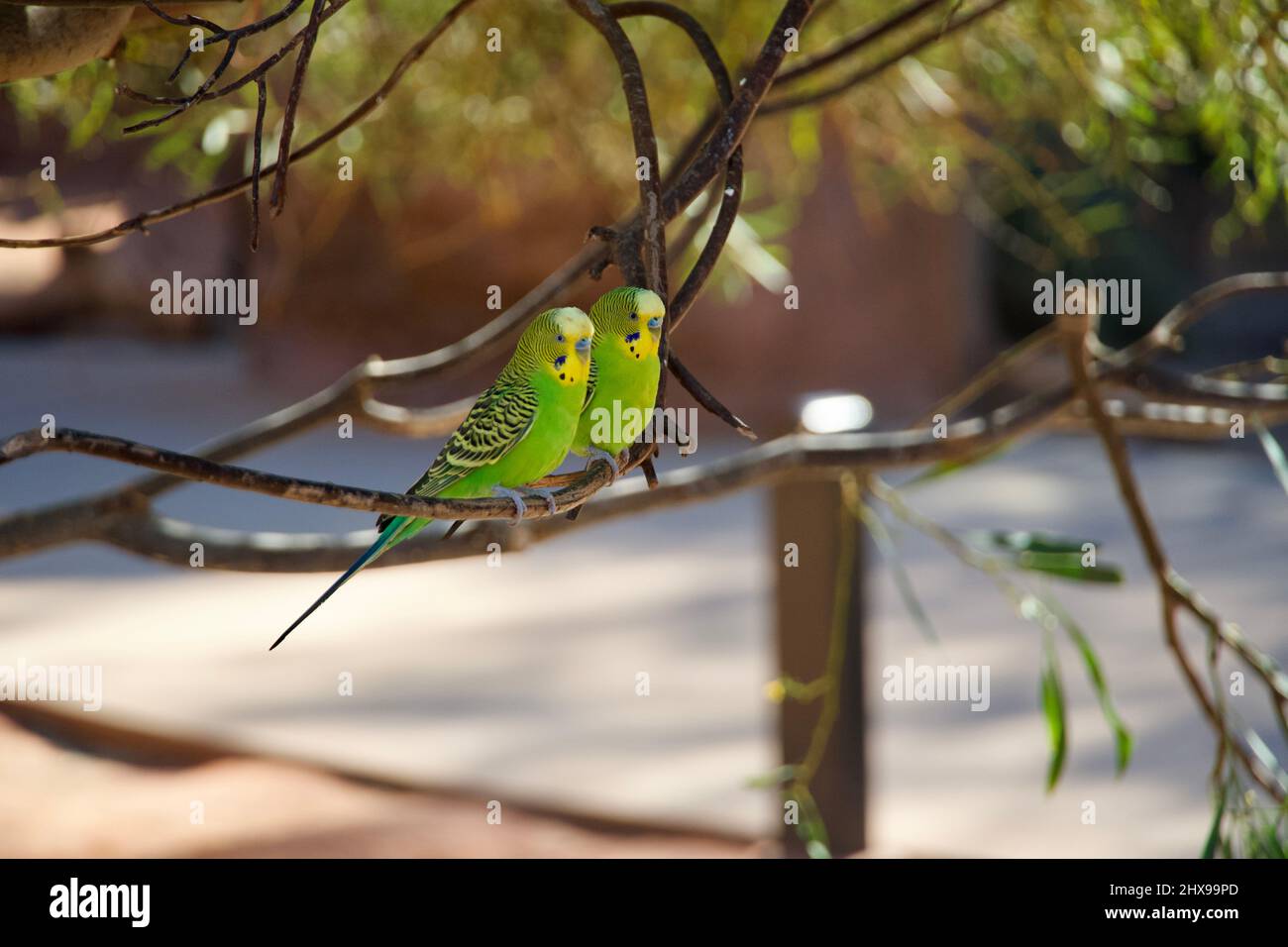 Uccelli al Living Desert Zoo and Gardens. Foto Stock