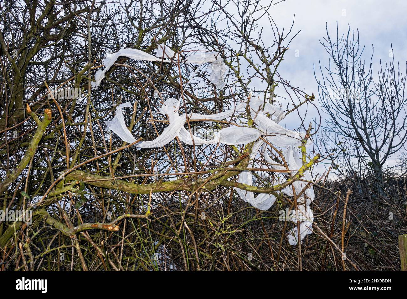 L'involucro di plastica catturato in un albero non solo inquina l'ambiente ma è un pericolo per la fauna selvatica. Foto Stock