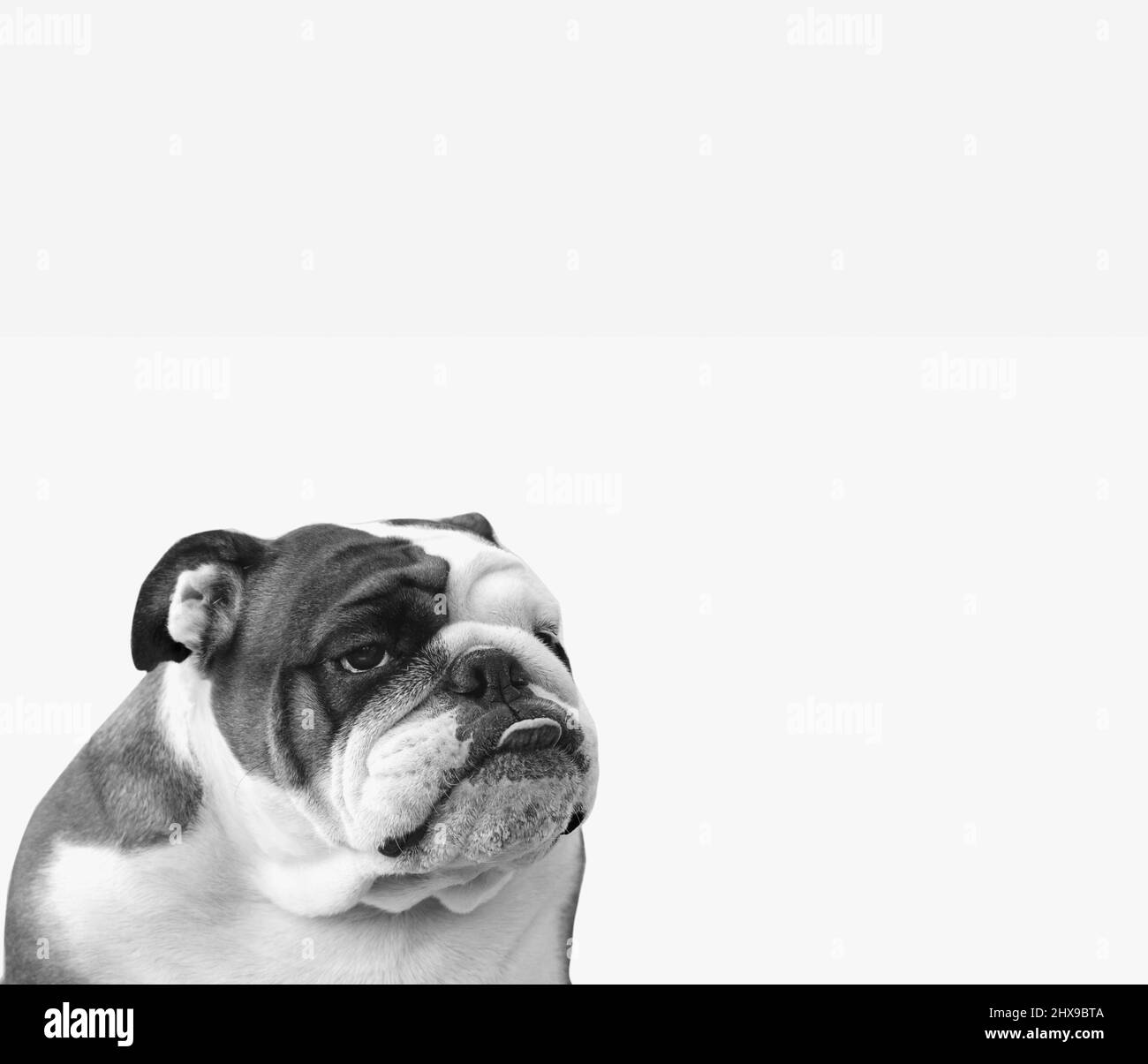Cane razza bulldog inglese su sfondo bianco - ritratto, con lingua, divertente, fuoco selettivo Foto Stock