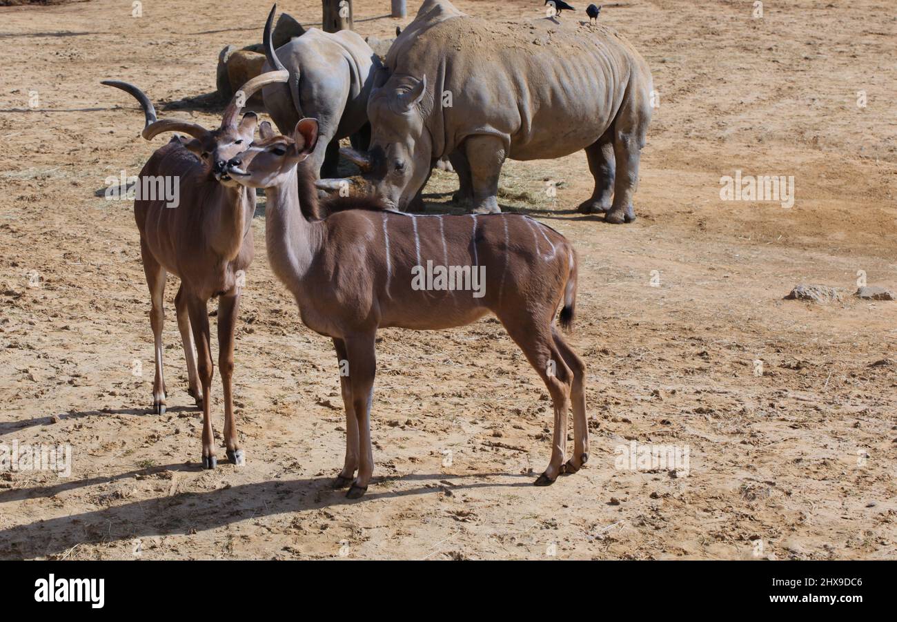 Conservazione della fauna selvatica - primo piano della mandria bianca di Rhino, Ceratotherium simum con un paio di antilopi del kudu minore, Tragelaphus imberbis, Foto Stock