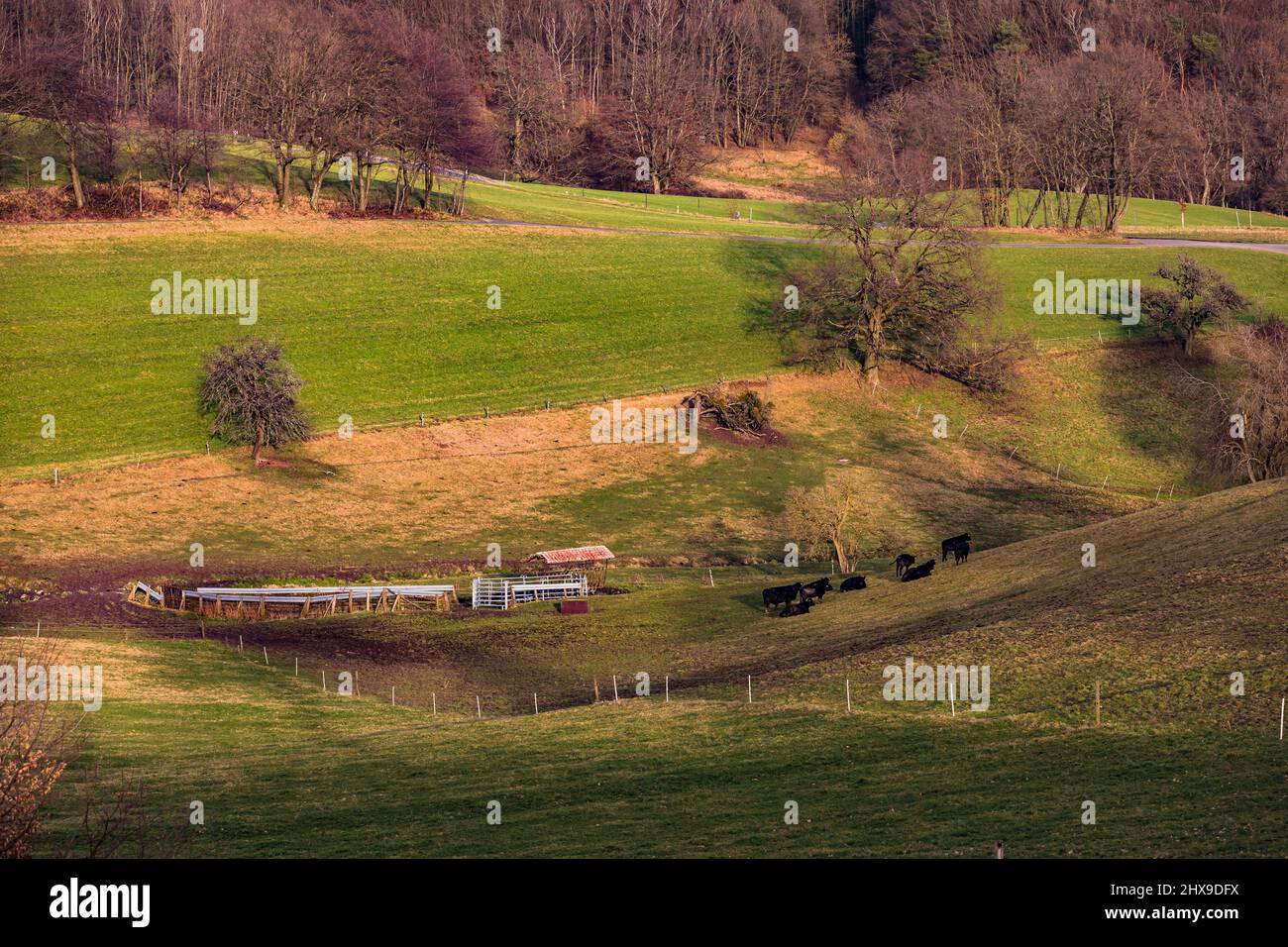 Un paesaggio erboso su una collina e un pascolo recintato con bestiame Foto Stock