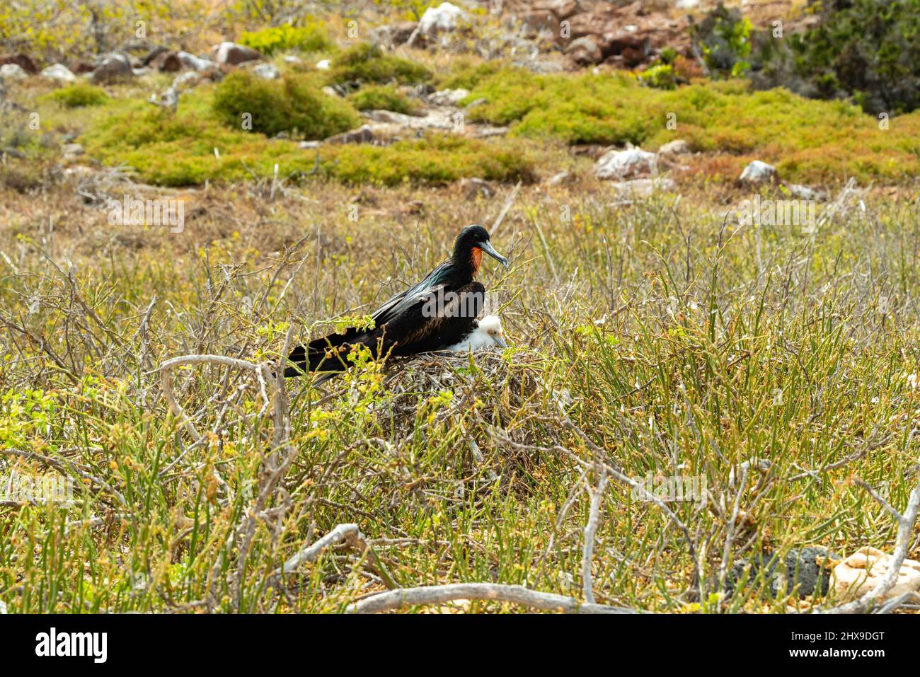 Un uccello fregato maschio e pulcino su un nido (Fregata magnificens?) A Isla Seymour Norte, Isole Galapagos, Ecuador Foto Stock