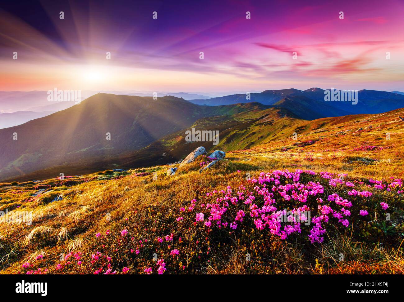 Magici fiori rosa rododendro su estate mountain.Carpathian, Ucraina. Foto Stock