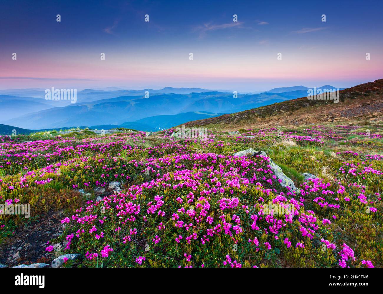 Magici fiori rosa rododendro su estate mountain.Carpathian, Ucraina. Foto Stock