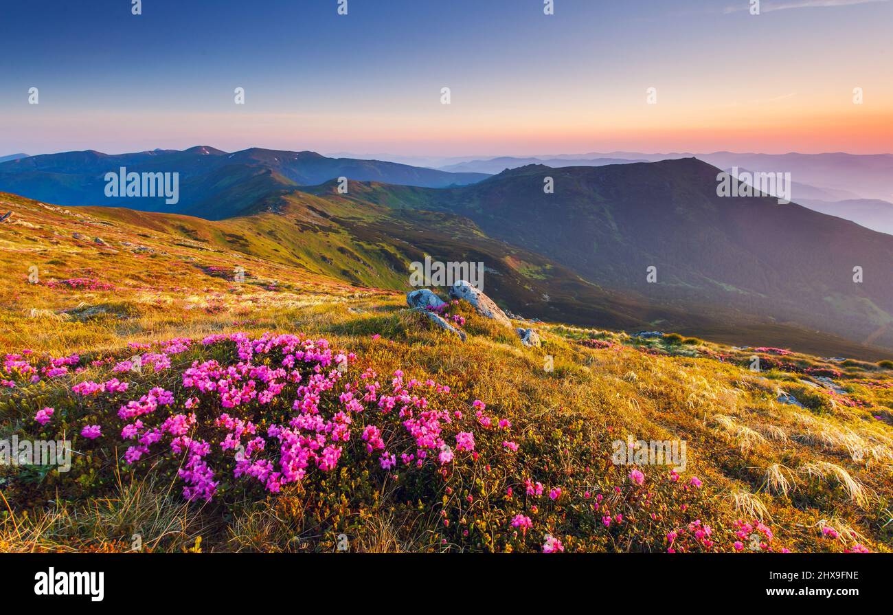 Magici fiori rosa rododendro su estate mountain.Carpathian, Ucraina. Foto Stock