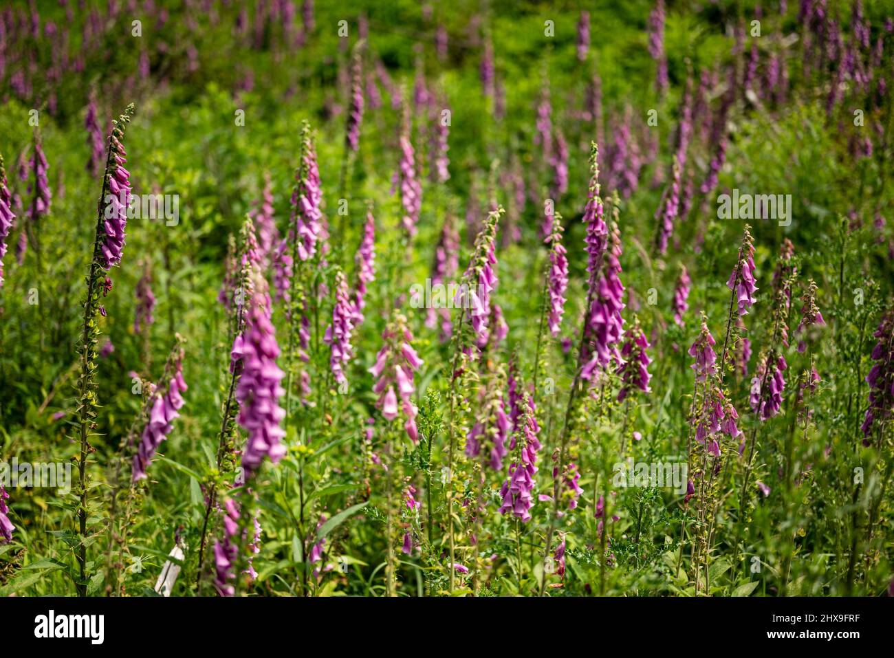 Primo piano delle bellissime ma tossiche piante di foxglove (Digitalis purpurea), in fiore viola e rosa Foto Stock