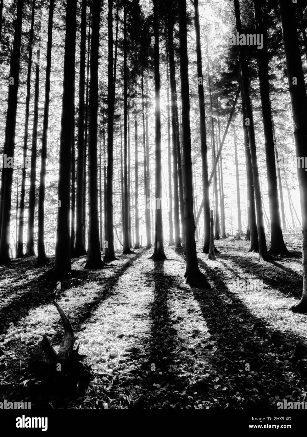 Nero e bianco scuro foresta di Moody in Carpazi Montagne Foto Stock