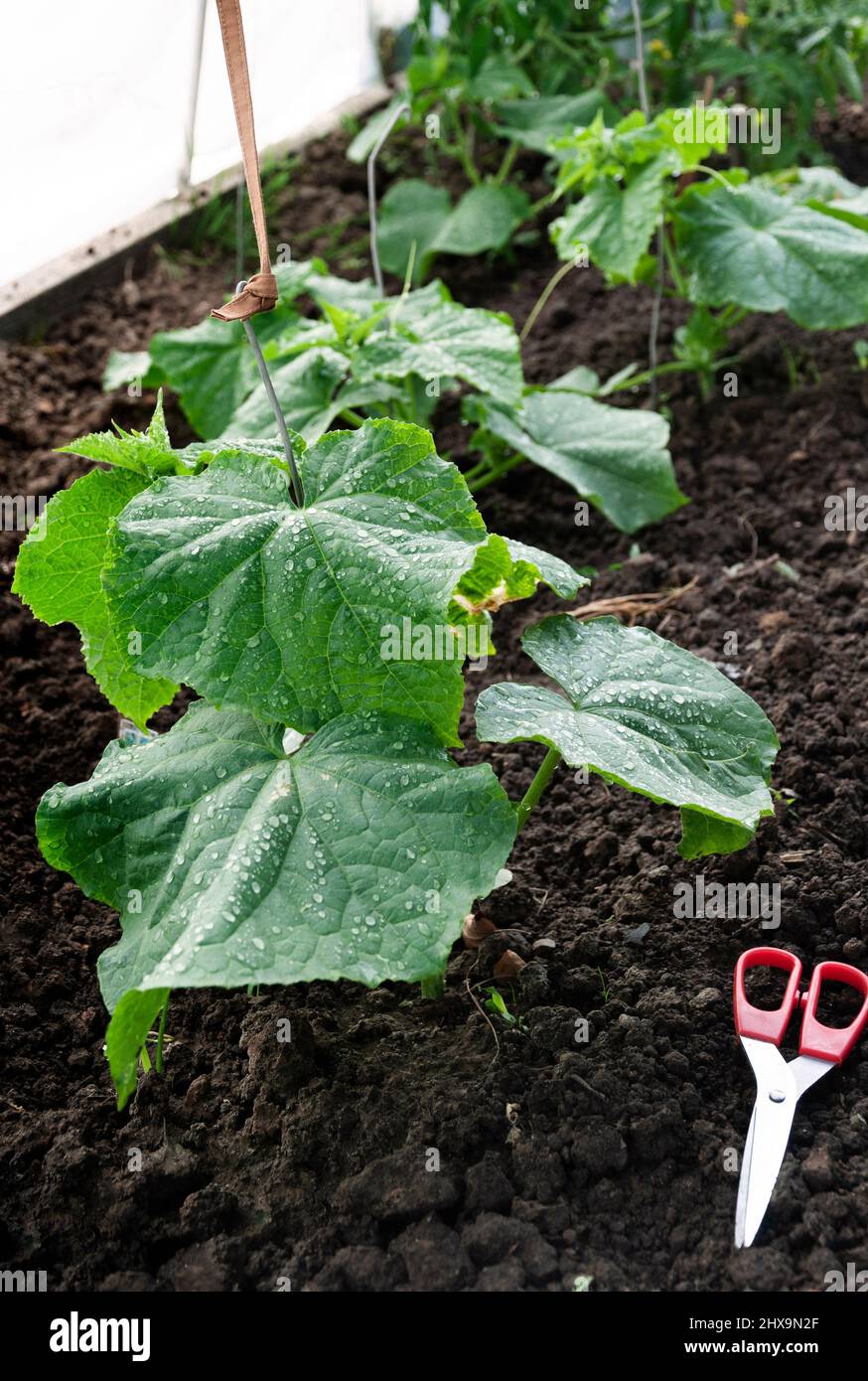 piantine verdi bagnate di cetrioli e forbici in serra, legando piantine di cetrioli nel giardino Foto Stock