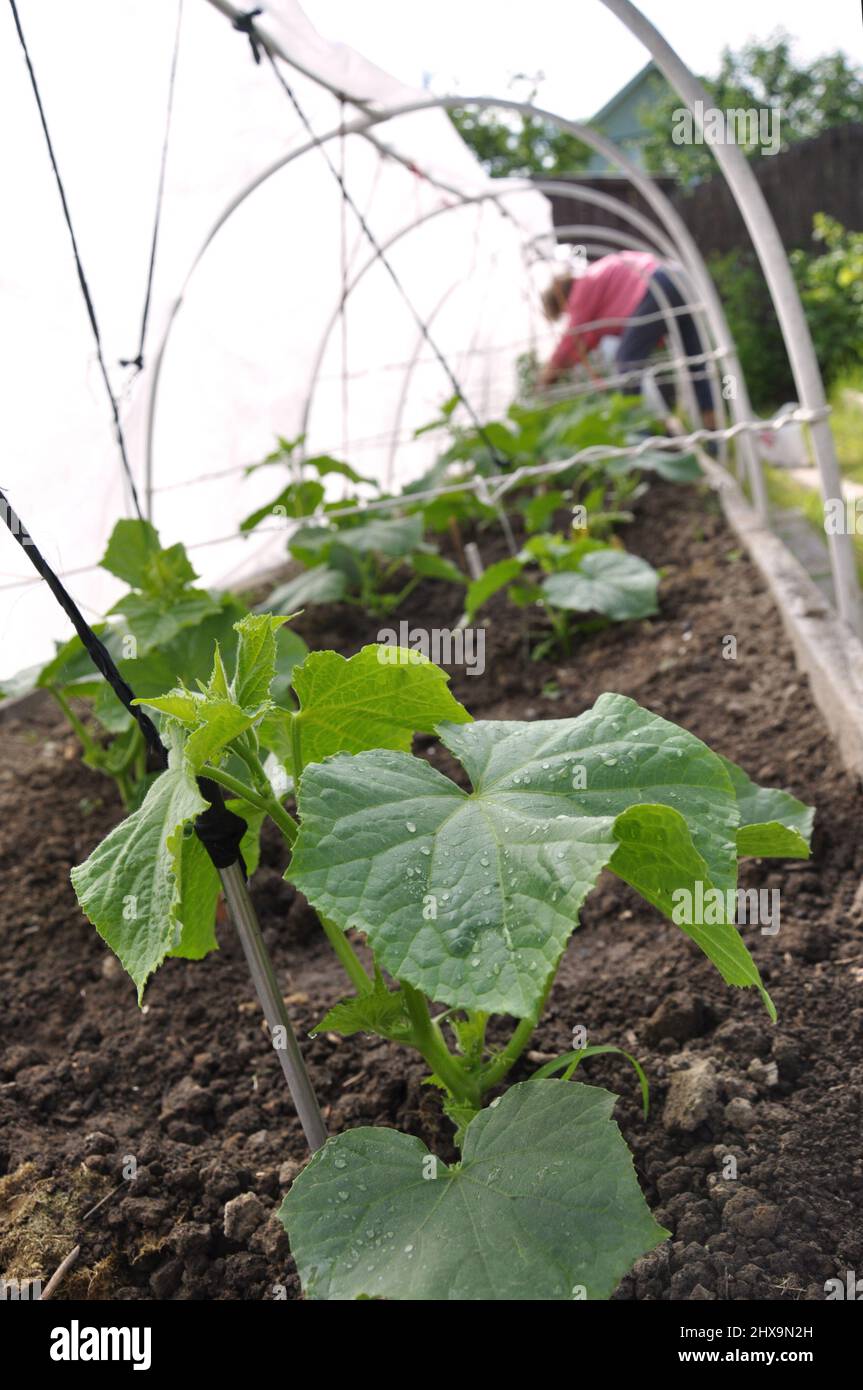 piantine verdi bagnate di cetrioli e forbici in serra, legando piantine di cetrioli nel giardino Foto Stock