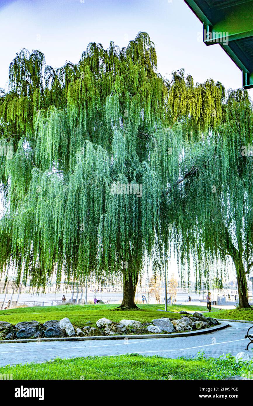 Weeping Willow Tree, Riverside Park South, New York City, New York, USA Foto Stock