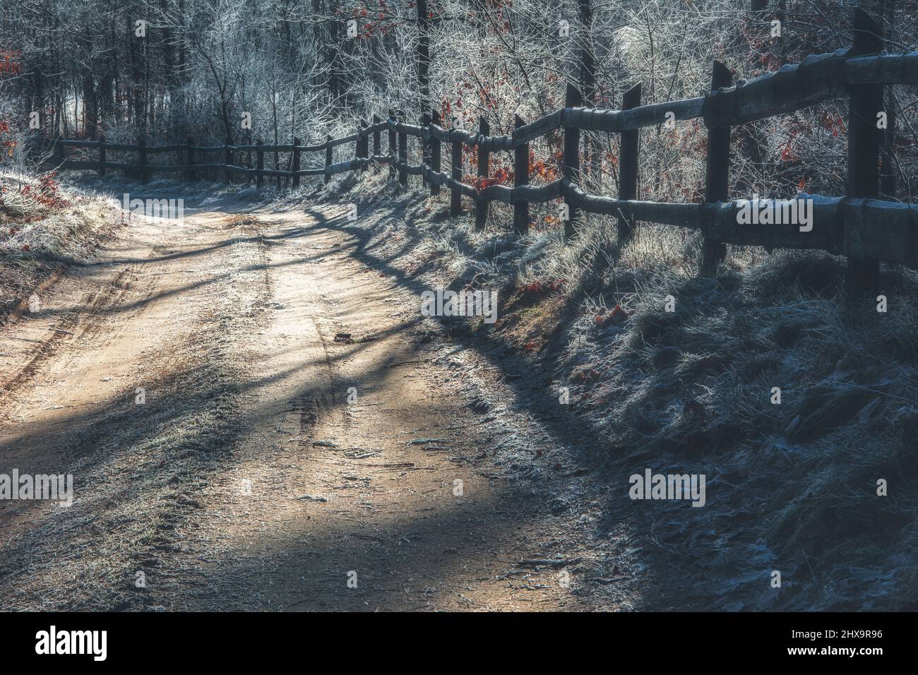 Una passeggiata invernale mattutina lungo un sentiero forestale Foto Stock