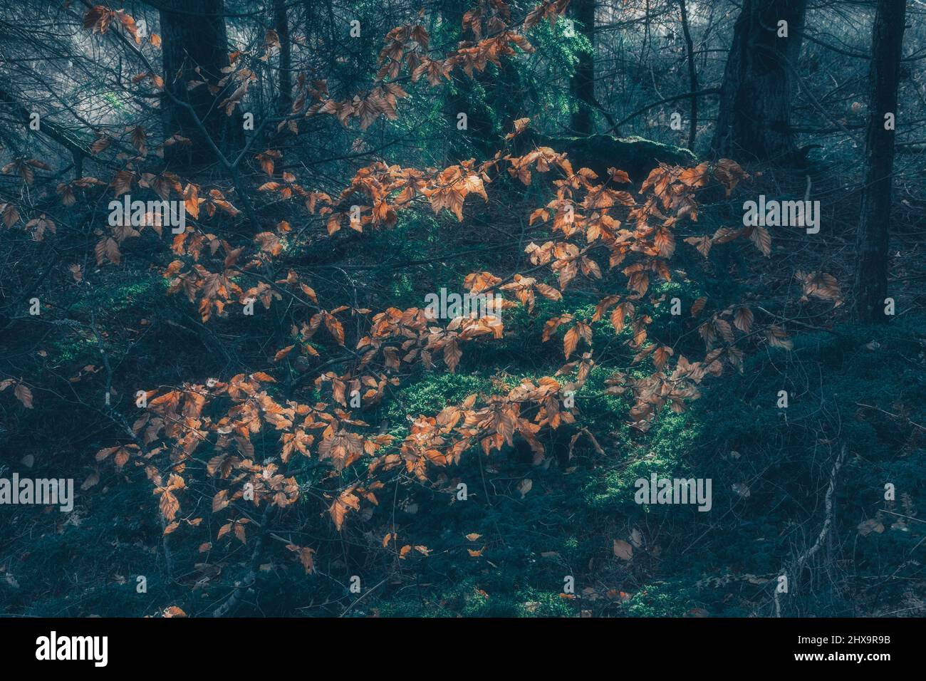 Un angolo fiabesco della foresta primaverile Foto Stock