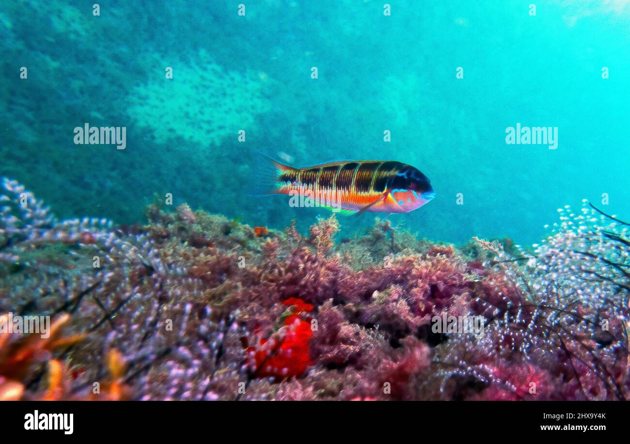 Wrasse Mediterraneo nella barriera corallina poco profonda del Mediterraneo Foto Stock