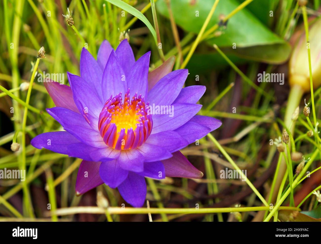 Fiore sacro di giglio blu (Ninfea caerulea) sul lago Foto Stock