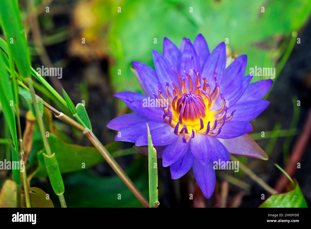 Fiore sacro di giglio blu (Ninfea caerulea) sul lago Foto Stock