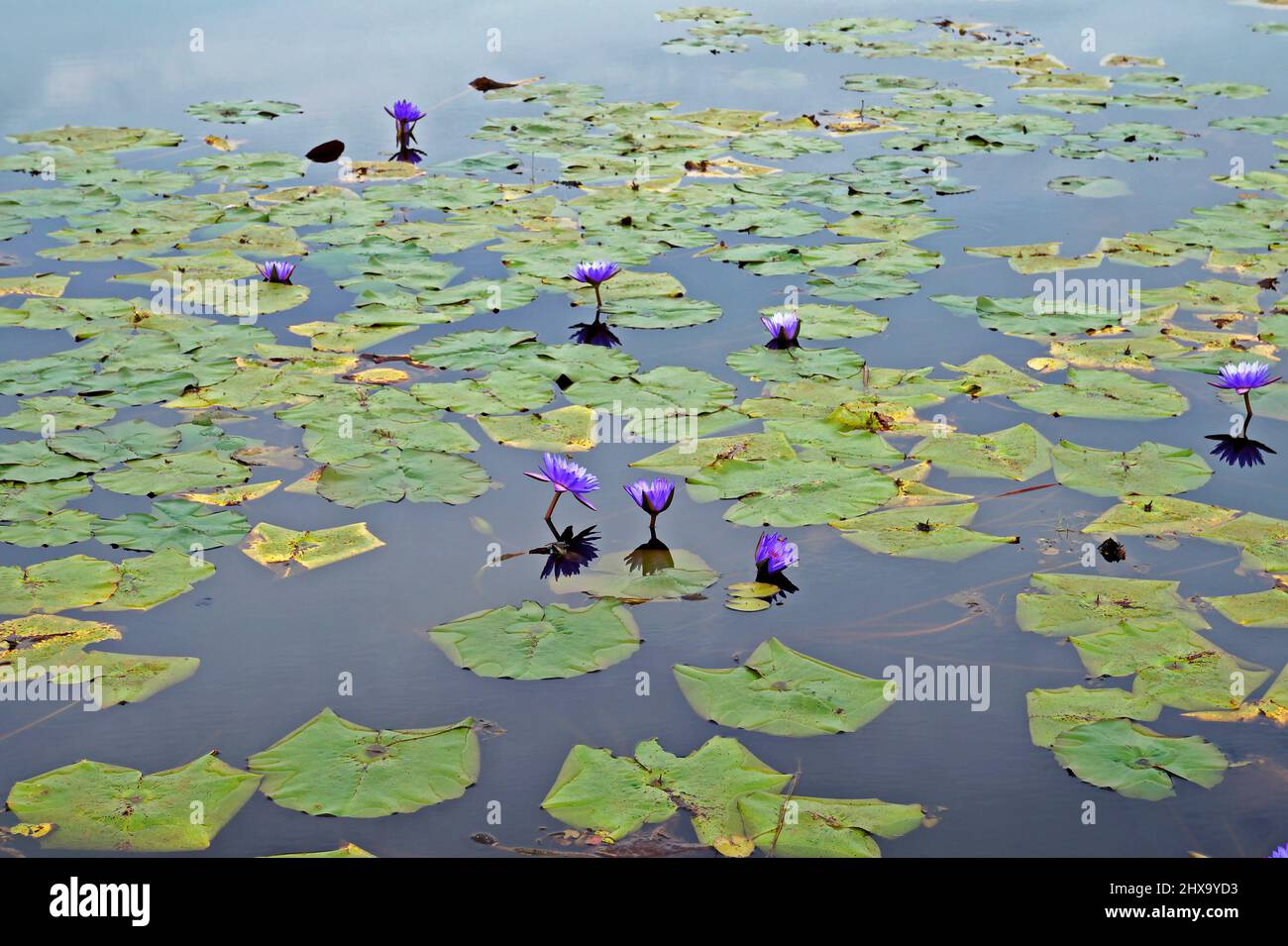 Lago con fiori di giglio blu sacro (Nymphaea caerulea) Foto Stock