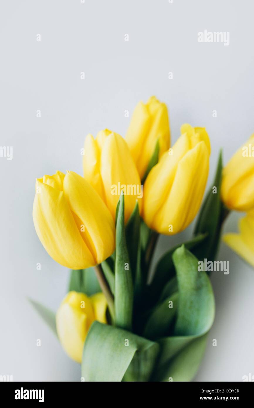 tulipani gialli su sfondo chiaro. Giorno di womenÂ. Festa della madre â€˜ Foto Stock