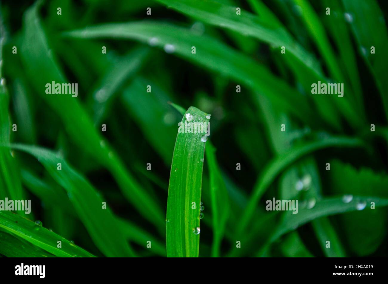 foglie di erba con gocce di rugiada Foto Stock